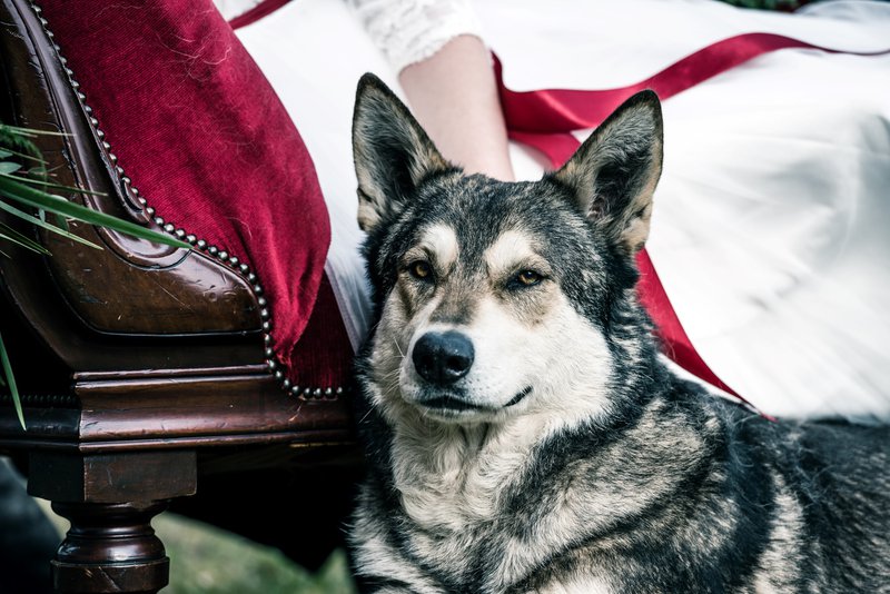 Hond%20bij%20Sneeuwwitje%20-%20Styled%20Shoot%20-%20House%20of%20Weddings