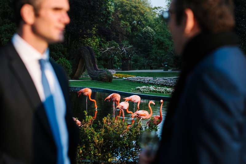 Gasten%20bij%20flamingo%27s%20in%20Zoo%20van%20Antwerpen%20-%20House%20of%20Weddings