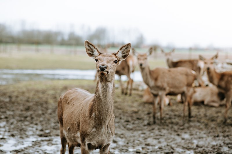 Niki%20%26%20Bart%u2019s%20Winter%20Wedding%20in%20Domein%20%u2018t%20Eikennest%20%20-%20Wedding%20Planner%3A%20Absolutely%20Fabulous%20Weddings%20-%20Fotograaf%3A%20Wild%20Weddings%20-%20House%20of%20Weddings